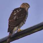 Hawk