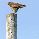 Hawk - Bombs Away2