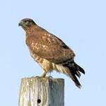 Hawk Eyes - red tailed hawk