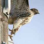 Hawk Beauty - Steady Gaze- moment of Liftoff from power pole
