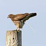 Hawk - Bombs Away! (watch out below)