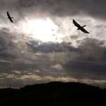 Hunting Hawks