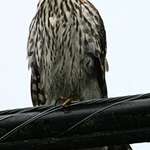 Cooper's Hawk Staring at Me
