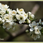 Hawthorn Flowers or May Flowers