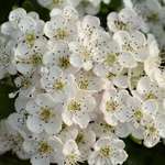 Hawthorn blossom