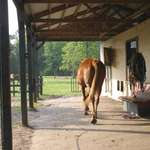 Heading for the corral 2