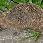 Hedgehog