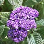 Purple Heliotrope flowers