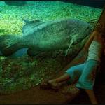 Hello, Mr Grouper
