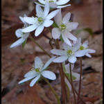 Hepatica