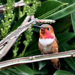 Here He Is!  Male Rufous Hummingbird