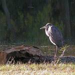 heron1