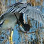 Heron