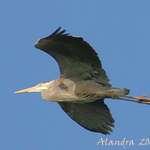 Heron