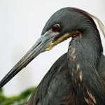 Heron