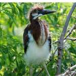 Young Heron