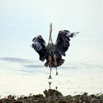 heron
