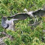 Heron Confrontation 2
