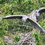 Heron confrontation 3 "I'm Outa Here"