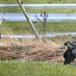 Herons Courtship Ritual 3