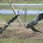 2 Herons - Courtship Ritual?