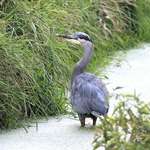 Heron  in deeper water
