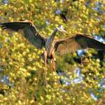 Heron Descending