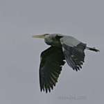 Heron - Grey Evening Flight, downbeat of wings