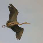 Great Blue Heron, Evening Flight