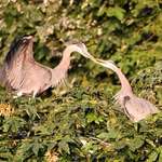 Herons - Female Accepts Gift