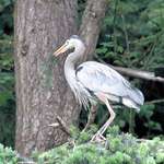 Great Blue Heron - just found gift for mate