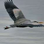 Heron Flypast over River