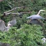 Heron Grand Central Station