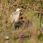 Heron Hiding, Fishing