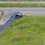 Heron - flying beside the highway