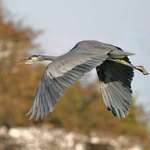 Heron Hollering at Us