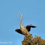 Heron Lookout for Eagles