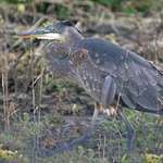 Heron in marshland