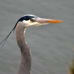 Great Blue Heron portrait