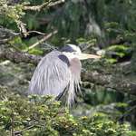 Great Blue Heron resting