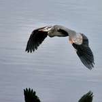 Heron Skimming Fraser River