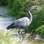Heron in the Stream