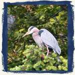 Great Blue Heron summer06