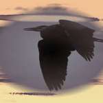 Heron Sunset Silhouette Altered