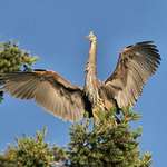 Heron Landing, those great wings!