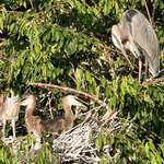 Great Blue Herons - Growing Babies - Enjoying a Joke