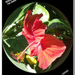 Hibiscus with a Difference