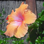 hibiscus