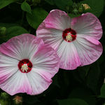 Hibiscus