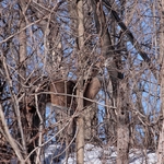 Hidden Doe